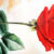 The Rose and Love by Antoine de St-Exupéry