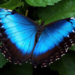 The Blue Butterfly 8 September 2016